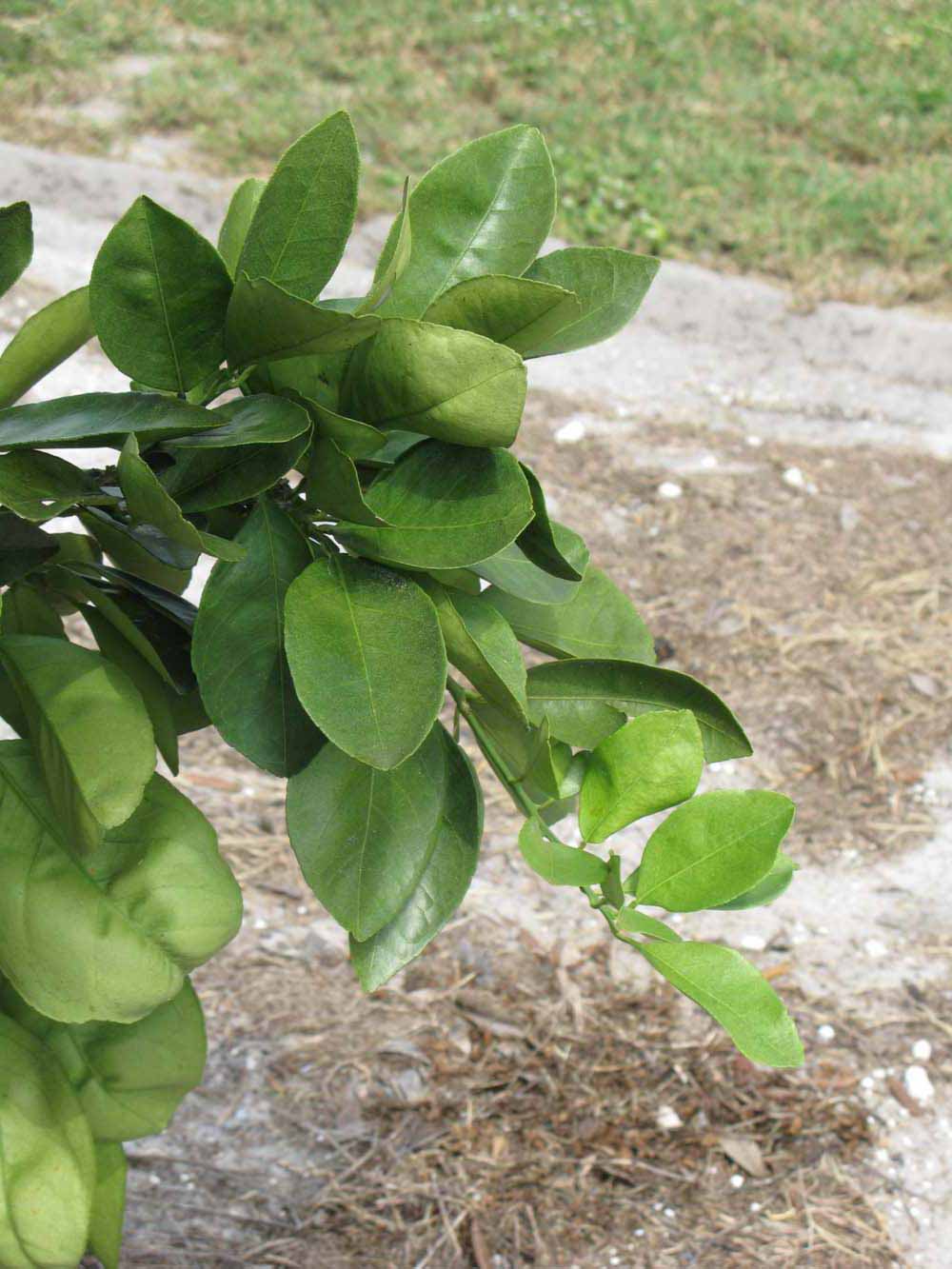              Sun leaves (Winter Haven, FL)       